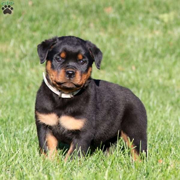 Dahlia, Rottweiler Puppy