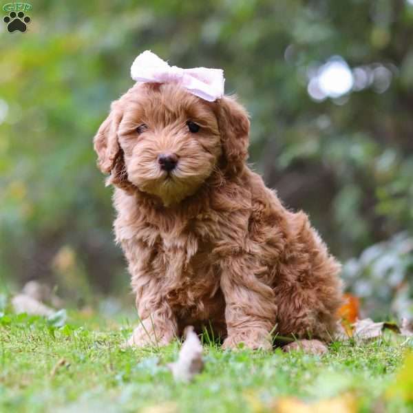 Daisy, Cockapoo Puppy