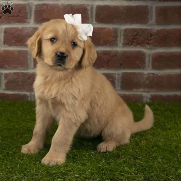 Daisy, Golden Retriever Puppy