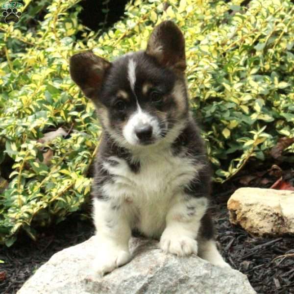 Daisy, Pembroke Welsh Corgi Puppy