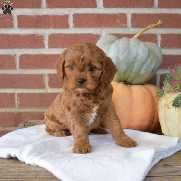 Daisy, Cavapoo Puppy