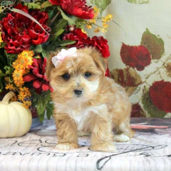 Daisy, Yorkie-Chon Puppy