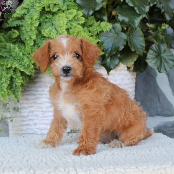 Daisy, Miniature Poodle Mix Puppy