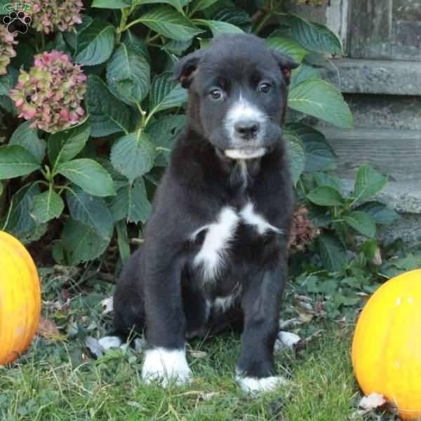 Daisy, Cane Corso Mix Puppy