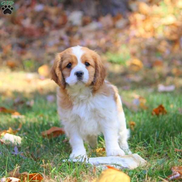 Daisy, Cavapoo Puppy