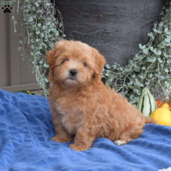 Daisy, Maltipoo Puppy