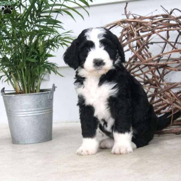 Daisy, Bernedoodle Puppy