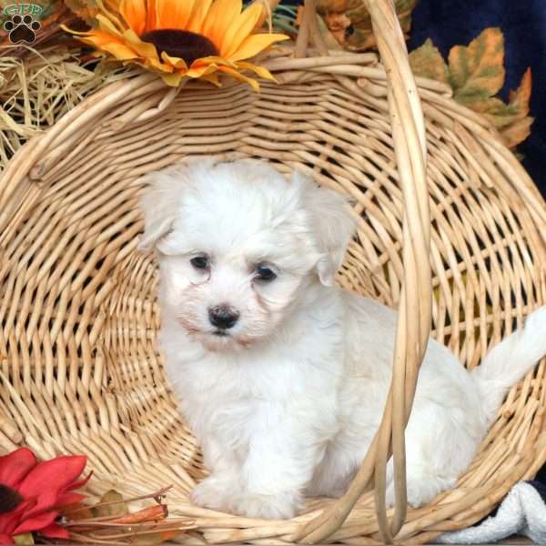 Daisy, Teddy Bear Puppy