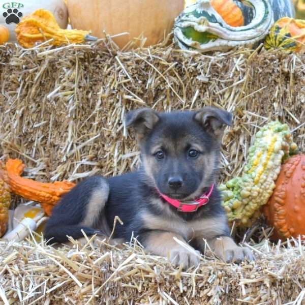 Daisy, German Shepherd Mix Puppy