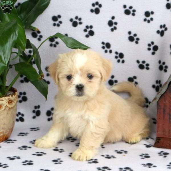 Daisy, Teddy Bear Puppy