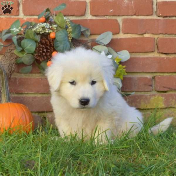 Daisy, Maremma Sheepdog Puppy