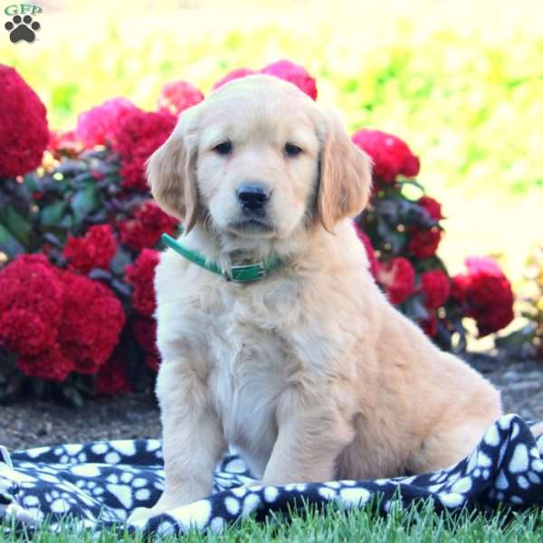 Daisy, Golden Retriever Puppy