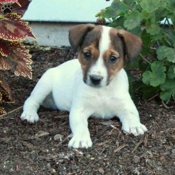 Daisy, Jack Russell Terrier Puppy