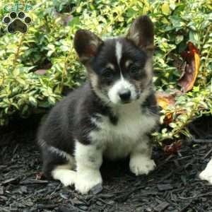 Daisy, Pembroke Welsh Corgi Puppy