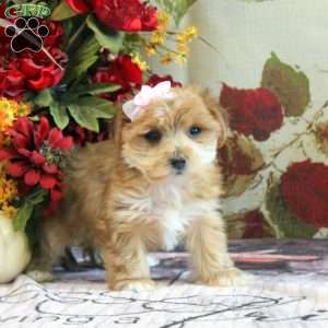 Daisy, Yorkie-Chon Puppy