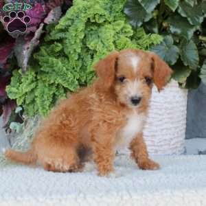 Daisy, Miniature Poodle Mix Puppy