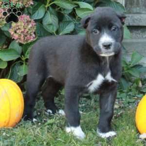 Daisy, Cane Corso Mix Puppy