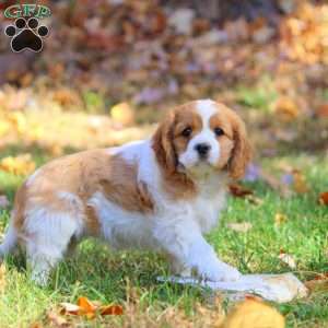 Daisy, Cavapoo Puppy