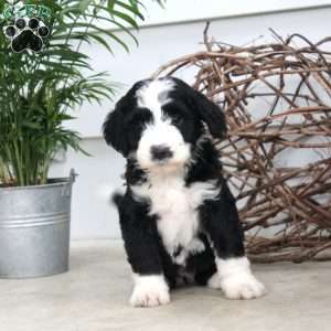 Daisy, Bernedoodle Puppy