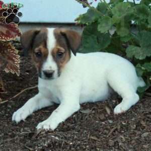 Daisy, Jack Russell Terrier Puppy