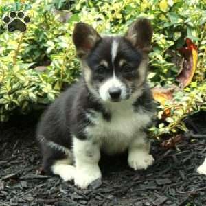 Daisy, Pembroke Welsh Corgi Puppy