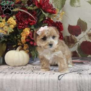 Daisy, Yorkie-Chon Puppy