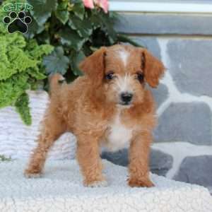 Daisy, Miniature Poodle Mix Puppy