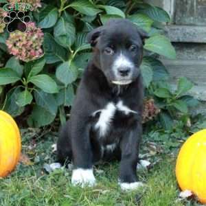 Daisy, Cane Corso Mix Puppy