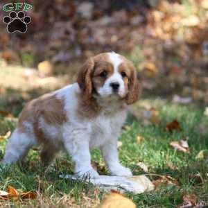 Daisy, Cavapoo Puppy