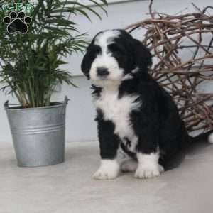 Daisy, Bernedoodle Puppy