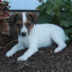 Daisy, Jack Russell Terrier Puppy