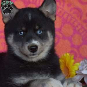 Daisy, Pomsky Puppy