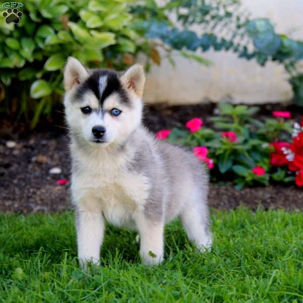 Daisy, Pomsky Puppy