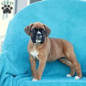 Daisy, Boxer Puppy