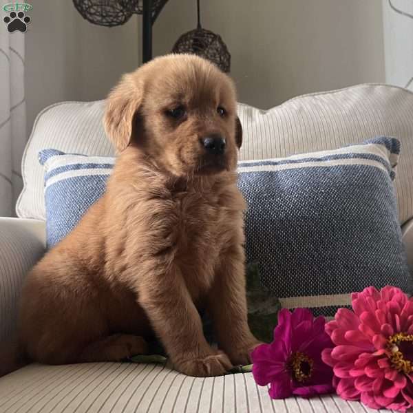 Daisy, Golden Retriever Puppy