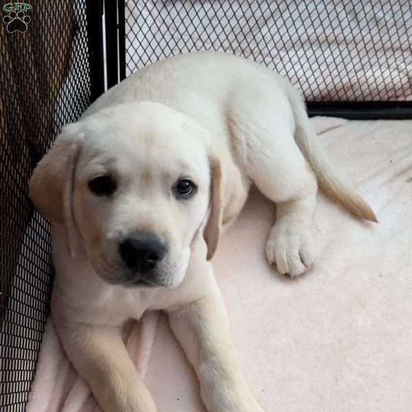 Daisy, Yellow Labrador Retriever Puppy