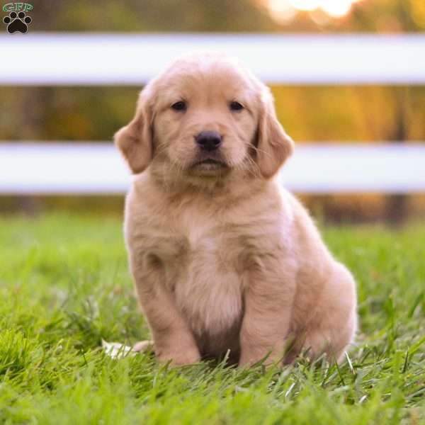 Dakota, Golden Retriever Puppy