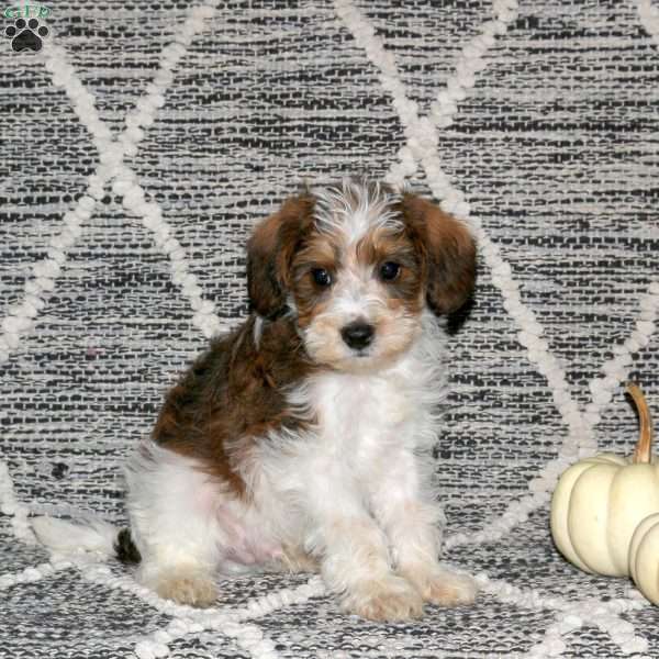 Dakota, Mini Schnoodle Puppy