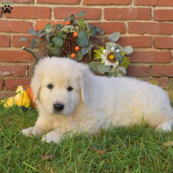 Dakota, Maremma Sheepdog Puppy