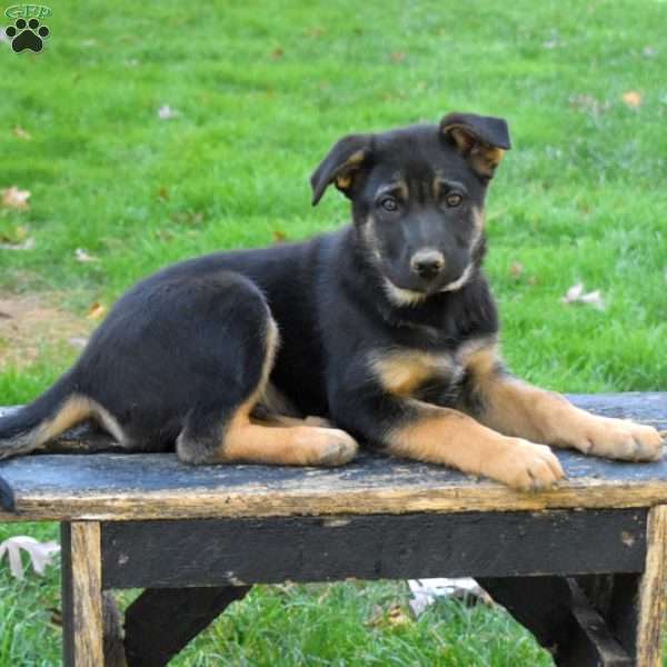 Dakota, German Shepherd Mix Puppy