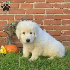 Dakota, Maremma Sheepdog Puppy