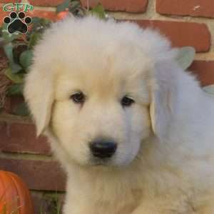 Dakota, Maremma Sheepdog Puppy