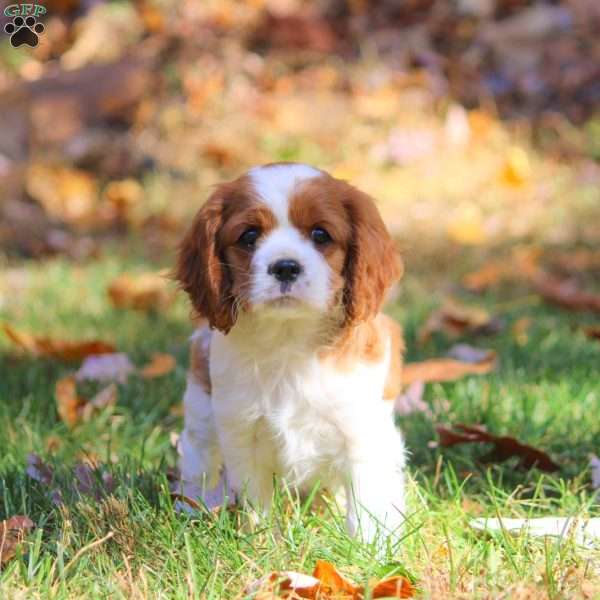 Daliah, Cavapoo Puppy