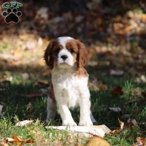 Daliah, Cavapoo Puppy