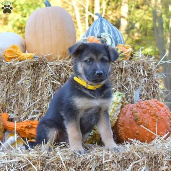 Dallas, German Shepherd Mix Puppy