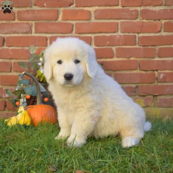 Dallas, Maremma Sheepdog Puppy