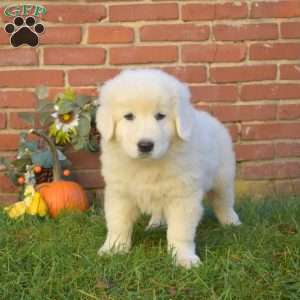 Dallas, Maremma Sheepdog Puppy