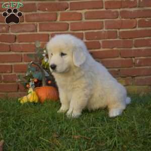 Dallas, Maremma Sheepdog Puppy