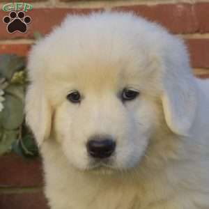 Dallas, Maremma Sheepdog Puppy