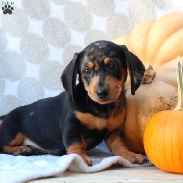 Damian – Mini, Dachshund Puppy